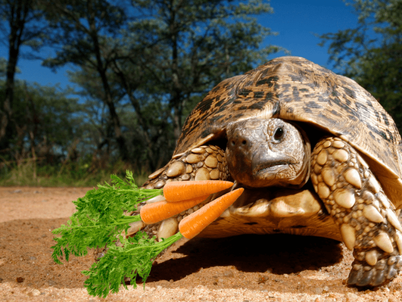 can tortoises eat carrots