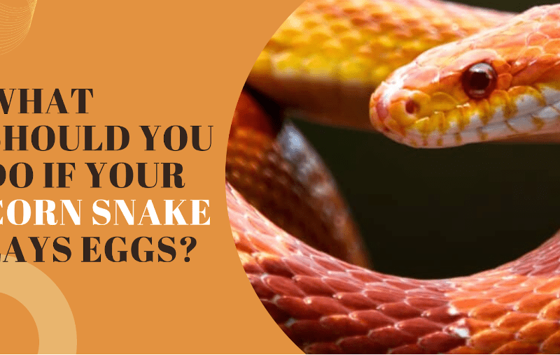 What Should You Do if Your Corn Snake Lays Eggs